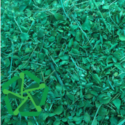 خرید پودر آویشن برگ پهن