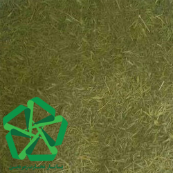 خرید ویژه آویشن برگ باریک