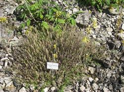 شرکت تولید بهترین آویشن باغی