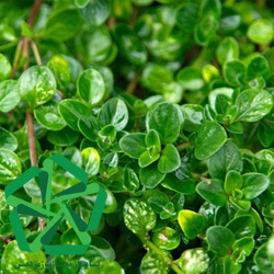 عرضه عصاره آویشن برگ پهن