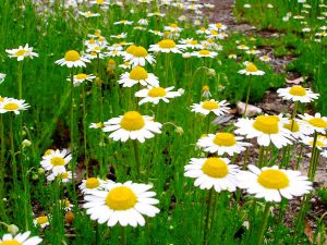 خرید اینترنتی دمنوش بابونه شیرازی