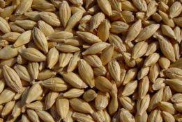 مرکز فروش دانه جو دو سر