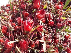 صادرات دمنوش چای ترش خارجی