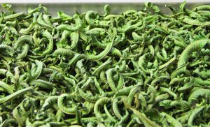 تهیه بهترین دمنوش به لیمو