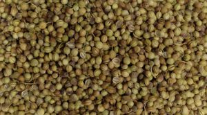 خرید اینترنتی بهترین دانه گشنیز توپی همدان