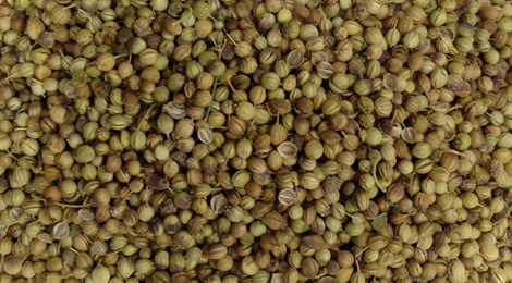 خرید اینترنتی بهترین دانه گشنیز توپی همدان