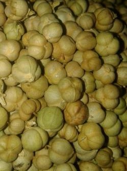 خرید اینترنتی انواع دانه اسفند