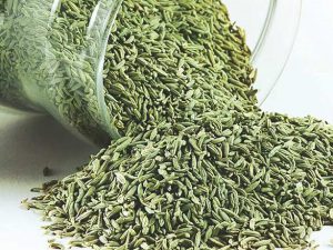 خرید بهترین دانه رازیانه همدان