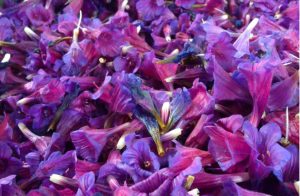 فروش انواع دمنوش گل گاوزبان قزوین