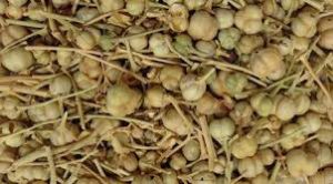 فروش اینترنتی عمده دانه اسفند