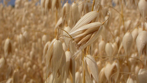 بسته بندی دانه جو دو سر