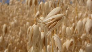 فروش اینترنتی عمده دانه یولاف