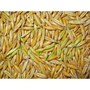 خرید اینترنتی بهترین دانه یولاف