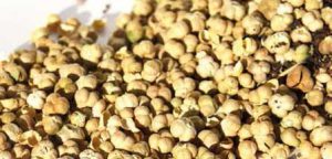 فروش اینترنتی انواع دانه اسفند