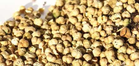 فروش اینترنتی انواع دانه اسفند