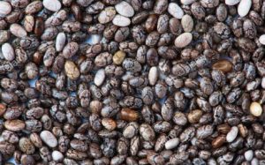 فروش اینترنتی بهترین دانه تخم چیا