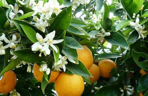 دمنوش بادرنحبویه