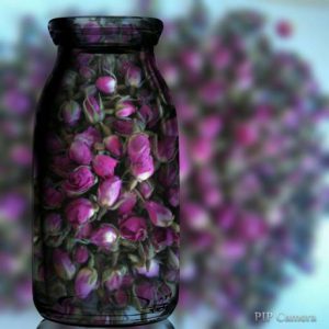 فروش غنچه گل محمدی