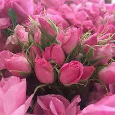 قیمت عمده غنچه گل محمدی