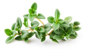خرید آویشن طبیعی