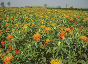 خرید گلرنگ ابی