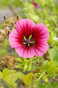 گل پنیرک ارغوانی