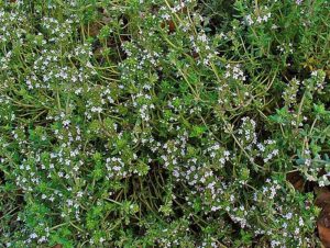 آویشن صحرایی