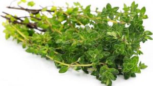 انواع آویشن صادراتی
