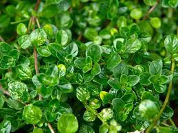 خریدار آویشن تازه