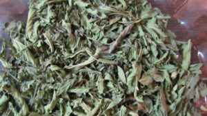 انواع آویشن صادراتی