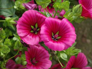 گل پنیرک ارغوانی