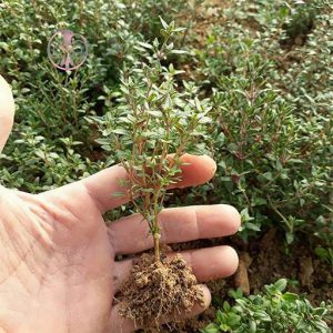 خریدار آویشن تازه