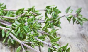 آویشن صحرایی