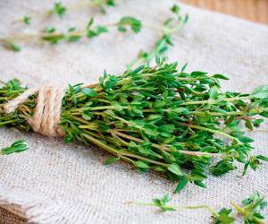 انواع آویشن صادراتی