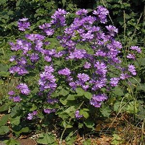 گل پنیرک صحرایی