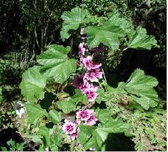 گل پنیرک صحرایی