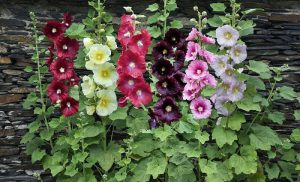 گل پنیرک صحرایی