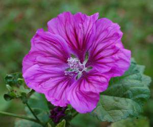 فروش گل پنیرک مرغوب