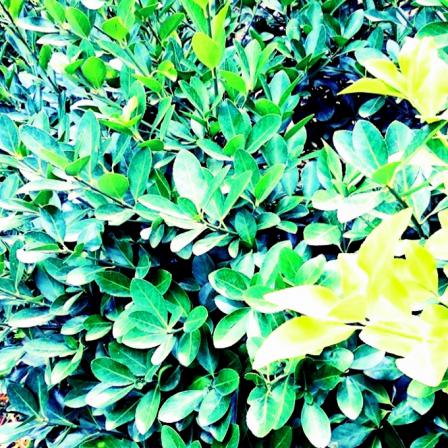 خرید و فروش برگ مورد با کیفیت در تهران