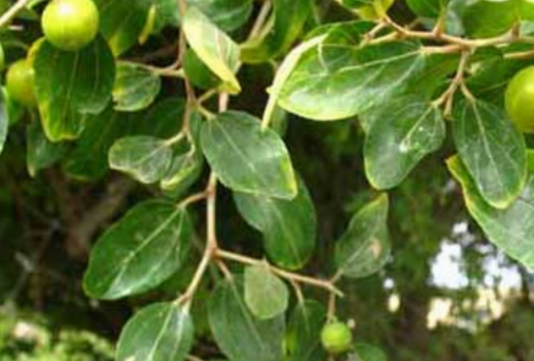 برگ کنار پیوندی را از کجا می توان یافت ؟