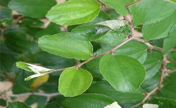 قیمت هر کیلو برگ کنار خالص و درجه یک در بازار