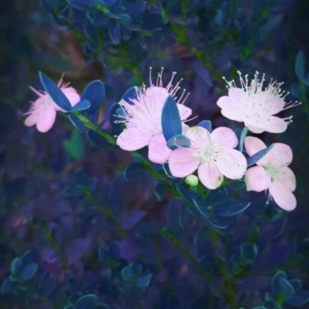 خریدار برگ مورد با کیفیت در تهران