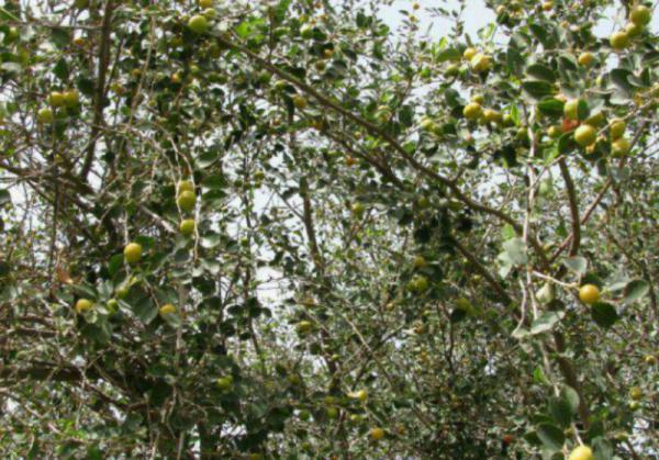 قیمت فروش برگ کنار پیوندی عمده در شرکت های تولید کننده