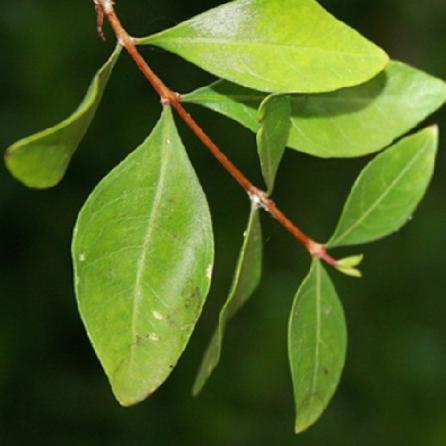 فروشنده برگ حنا عمده زیر قیمت بازار