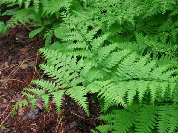 خرید اینترنتی برگ مورد تازه و درجه یک با بهترین قیمت 