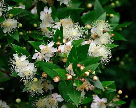 وضعیت بازار و خرید و فروش برگ مورد در کشور