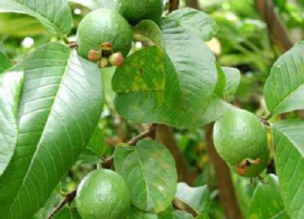 نمایندگی های فروش برگ کنار در تهران