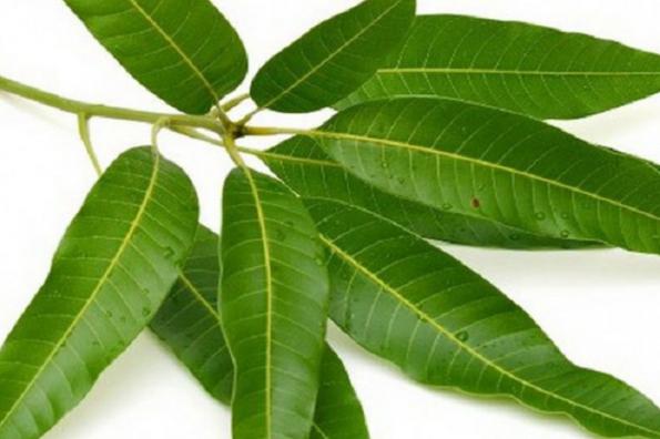 قیمت هر کیلو برگ مورد در تهران