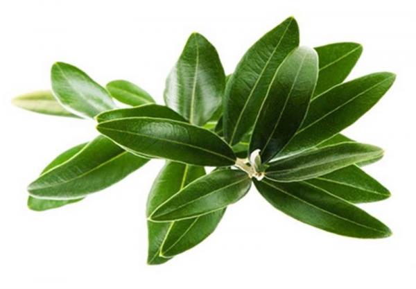 فروش برگ مورد با کیفیت در تهران