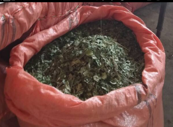 خرید برگ کنار پیوندی درجه یک در تهران